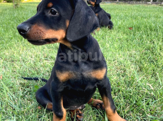 Safkan Doberman  Yavruları görsel
