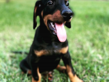 Safkan Doberman  Yavruları