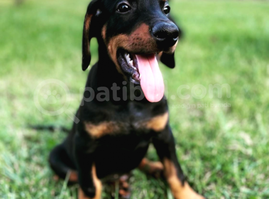 Safkan Doberman  Yavruları görsel