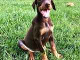Safkan Doberman  Yavruları