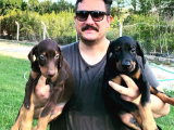 Safkan Doberman  Yavruları