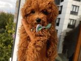 Aşılı Pasaportlu Toypoodle Yavrular