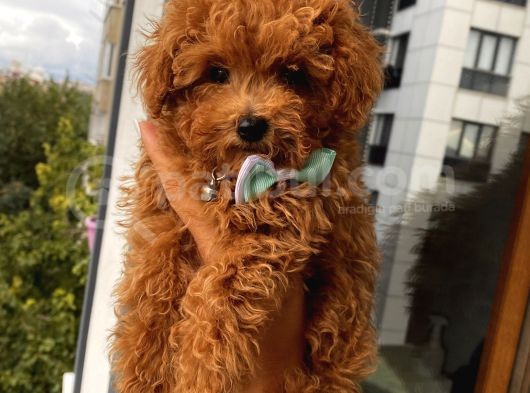 Aşılı Pasaportlu Toypoodle Yavrular görsel