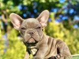 Blue French Bulldog Mükemmel Anatomi̇ Yavrumuz