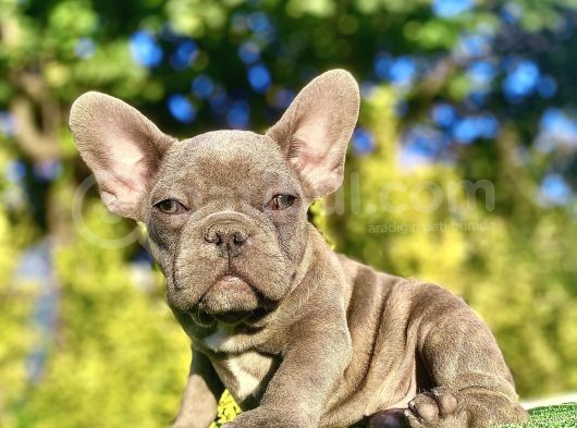 Blue French Bulldog Mükemmel Anatomi̇ Yavrumuz görsel