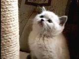 Blue Point British Shorthair  Erkek Yavru