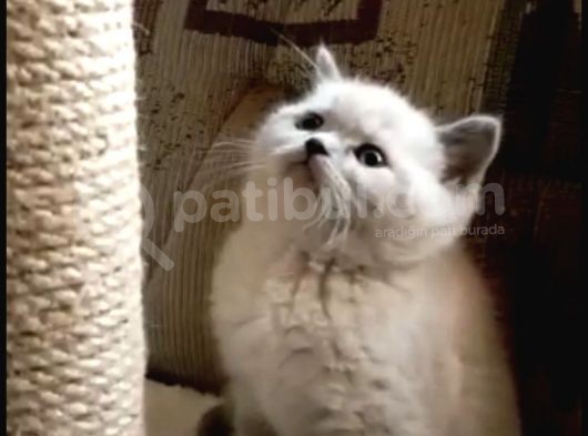 Blue Point British Shorthair  Erkek Yavru