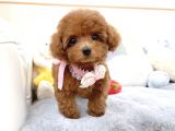 Safkan Toy Poodle Bebekler