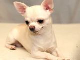 0 Chihuahua Yavruları Mama Ve Malzeme Kampanyali