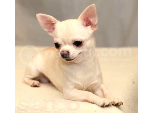 0 Chihuahua Yavruları Mama Ve Malzeme Kampanyali görsel
