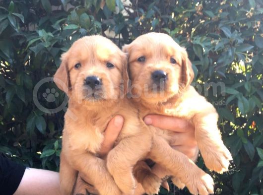 Golden Retrivers Yavruları Mama Ve Malzeme Kampanlali