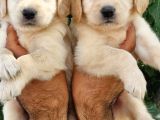 Golden Retrivers Yavruları Mama Ve Malzeme Kampanlali