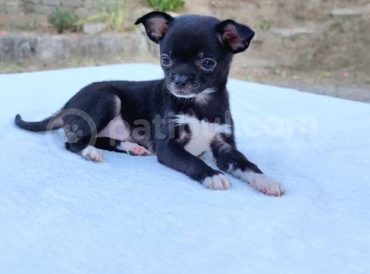 Ev Içi Eğitimli Chihuahua Yavrumuz görsel