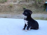 Ev Içi Eğitimli Chihuahua Yavrumuz