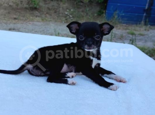 Ev Içi Eğitimli Chihuahua Yavrumuz görsel