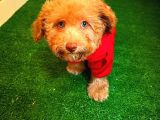 Nadi̇r Bulunan Renkli̇ Gözlü Malti̇poo Yavrumuz