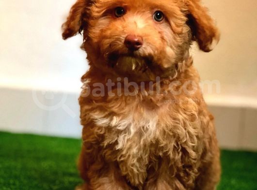 Nadi̇r Bulunan Renkli̇ Gözlü Malti̇poo Yavrumuz görsel