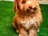 Nadi̇r Bulunan Renkli̇ Gözlü Malti̇poo Yavrumuz