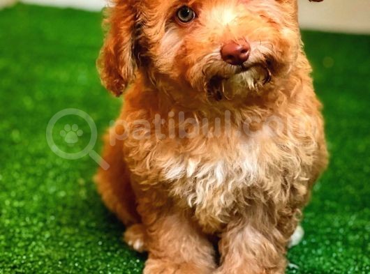 Nadi̇r Bulunan Renkli̇ Gözlü Malti̇poo Yavrumuz görsel