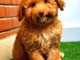 Nadi̇r Bulunan Renkli̇ Gözlü Malti̇poo Yavrumuz