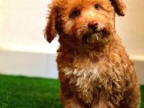 Nadi̇r Bulunan Renkli̇ Gözlü Malti̇poo Yavrumuz
