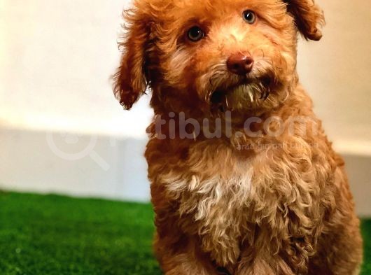 Nadi̇r Bulunan Renkli̇ Gözlü Malti̇poo Yavrumuz görsel
