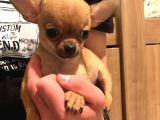0 Chihuahua Yavruları Mama Ve Malzeme Kampanyali