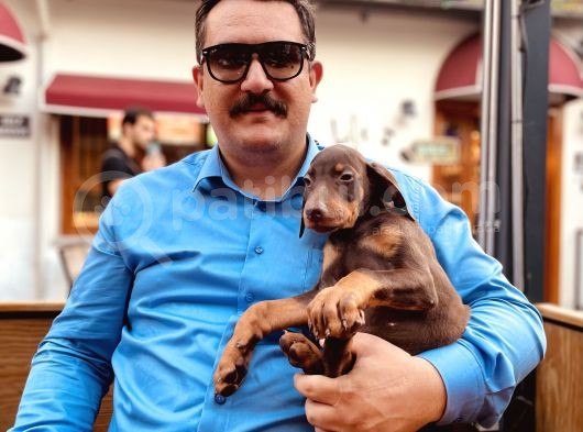 Safkan Doberman  Yavruları görsel