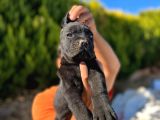 Erkek Dişi Dev Cane Corso