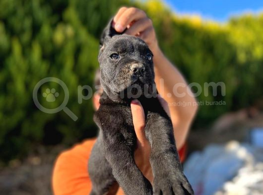 Erkek Dişi Dev Cane Corso görsel