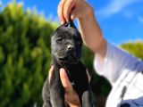 Erkek Dişi Dev Cane Corso