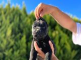 Erkek Dişi Dev Cane Corso