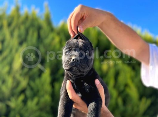 Erkek Dişi Dev Cane Corso görsel