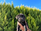 Erkek Dişi Dev Cane Corso