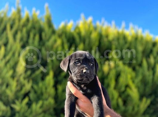 Erkek Dişi Dev Cane Corso görsel