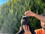 Erkek Dişi Dev Cane Corso