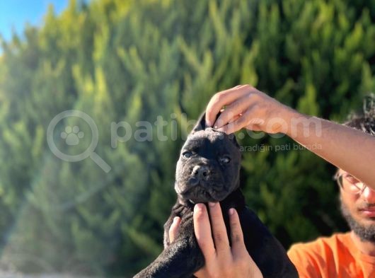 Erkek Dişi Dev Cane Corso görsel