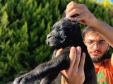 Erkek Dişi Dev Cane Corso