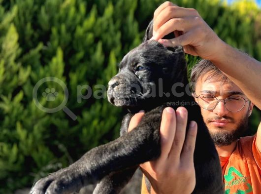 Erkek Dişi Dev Cane Corso görsel