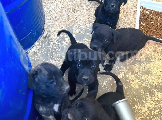 Erkek Dişi Dev Cane Corso görsel