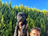 Erkek Dişi Dev Cane Corso
