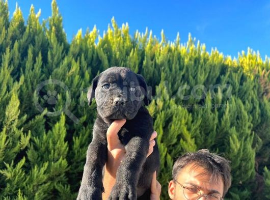 Erkek Dişi Dev Cane Corso görsel