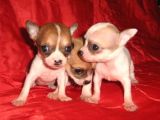 0 Chihuahua Yavruları Mama Ve Malzeme Kampanyali