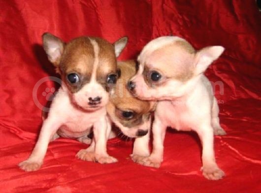 0 Chihuahua Yavruları Mama Ve Malzeme Kampanyali görsel