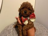 ToyPoodle Bebişlerimiz