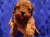 Irk Garantili Toypoodle Bebeklerimiz