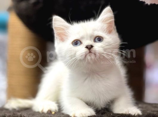 Lilac Point British Shorthair Yavrumuz görsel