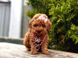 Red Brown Toy Poodle Yavrular