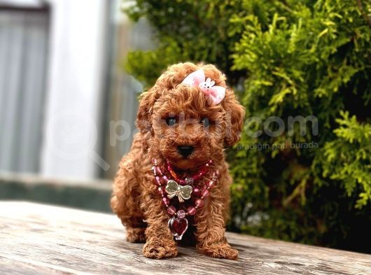 Red Brown Toy Poodle Yavrular görsel