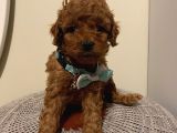 Ev Ortamında Büyüyen Toypoodle Yavrularımız